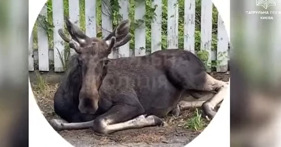 Полицейские спасли обессиленного лося, который заблудился в спальном районе Киева 