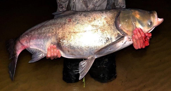 Рыбак из Киева выловил 20-килограммового толстолобика после трехчасовой борьбы