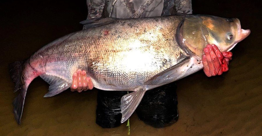 Рыбак из Киева выловил 20-килограммового толстолобика после трехчасовой борьбы