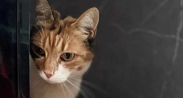 Полицейские во Львове нашли похищенную кошку и вернули ее хозяйке