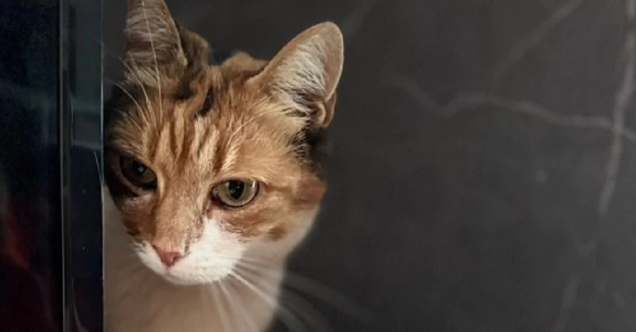 Поліцейські у Львові знайшли викрадену кішку і повернули її господині