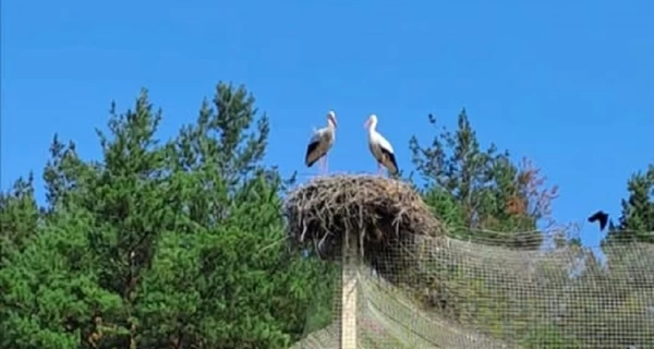 Аисты Катруся и Карпик улетели на зимовку