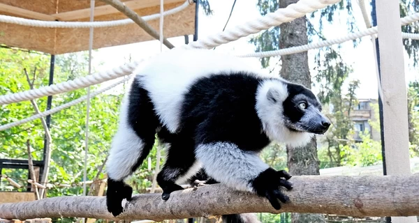В Киевском зоопарке обустроили новый просторный дом для лемуров