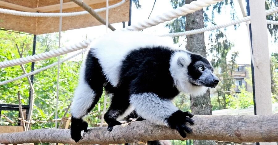 В Киевском зоопарке обустроили новый просторный дом для лемуров