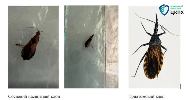 В Виннице женщину укусил клоп из Северной Америки, когда она примеряла штаны в секонд-хенде
