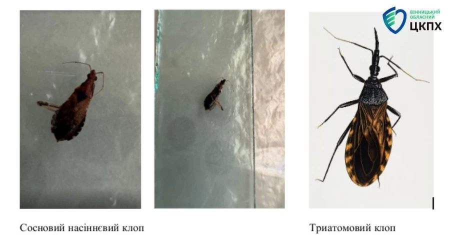 В Виннице женщину укусил клоп из Северной Америки, когда она примеряла штаны в секонд-хенде