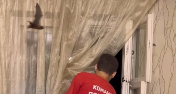 Зоозащитники посоветовали установить сетки на окна из-за миграции летучих мышей