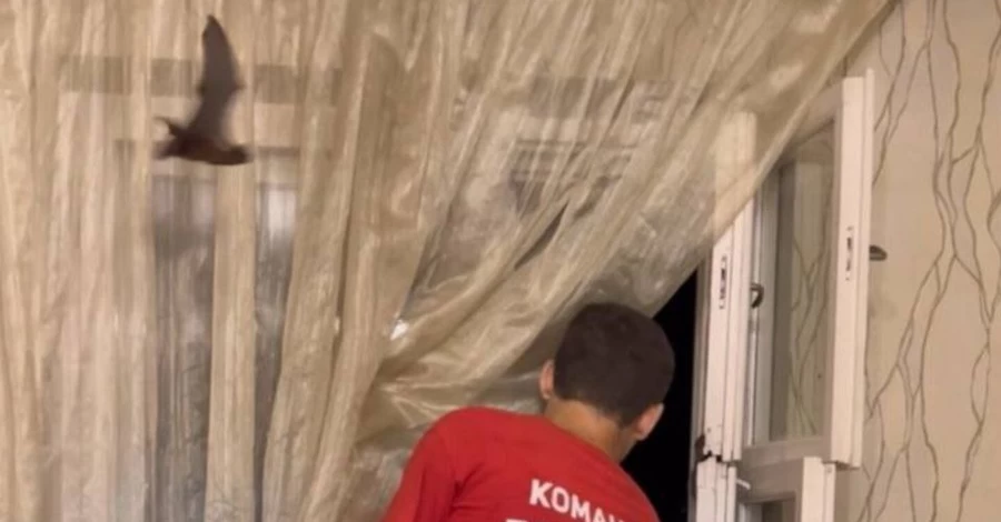 Зоозащитники посоветовали установить сетки на окна из-за миграции летучих мышей