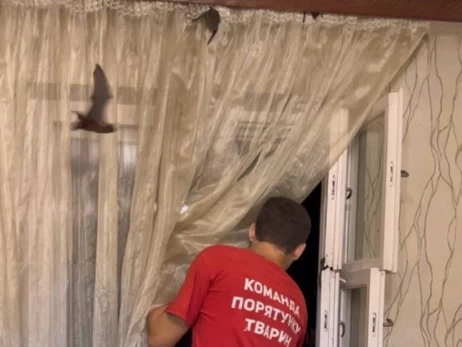 Зоозащитники посоветовали установить сетки на окна из-за миграции летучих мышей
