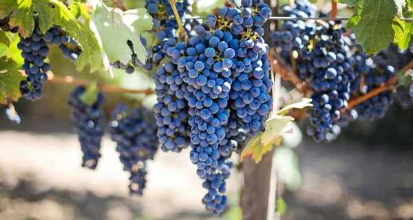 Виноград їмо зі шкіркою – щоб подовжити молодість і перестати тривожитись