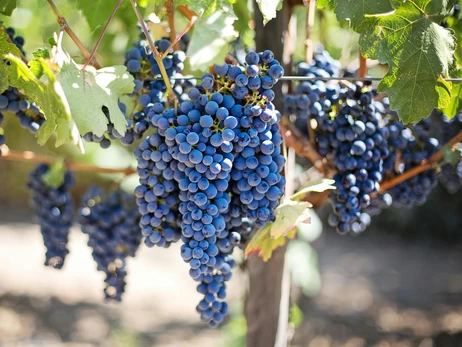 Виноград едим с кожурой – чтобы продлить молодость и перестать тревожиться