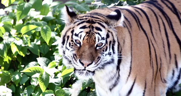 Тигры Рена и Малюк отмечают 17-летие в 