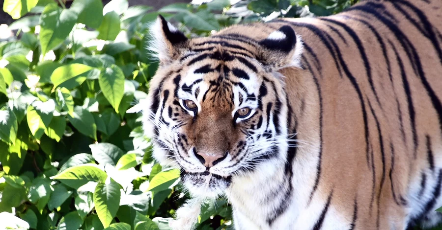 Тигри Рена й Малюк відзначають 17 років у КиївЗоо - киян запрошують на святкування