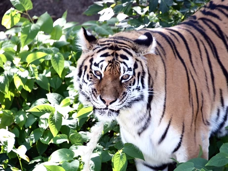 Тигры Рена и Малюк отмечают 17-летие в 