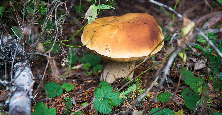 25 августа – какой сегодня церковный праздник, что нельзя делать, все об этом дне