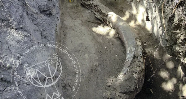 В Полтавской области археологи нашли останки мамонта