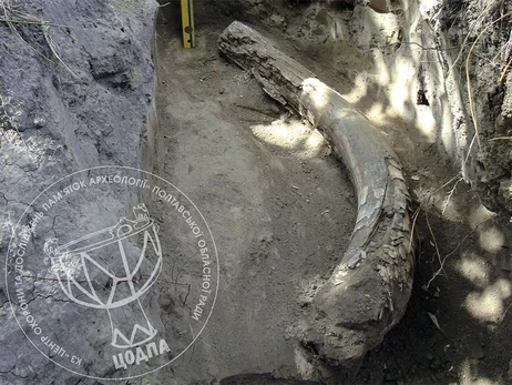 В Полтавской области археологи нашли останки мамонта