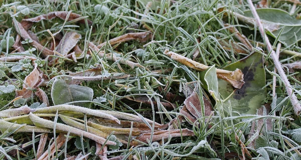 На Буковине в августе зафиксировали пятиградусный мороз