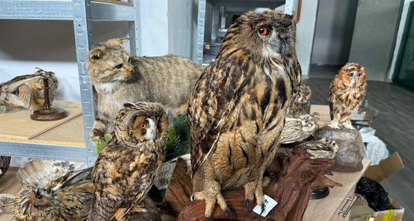 Киевские таможенники изъяли коллекцию чучел исчезающих животных