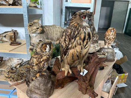 Киевские таможенники изъяли коллекцию чучел исчезающих животных