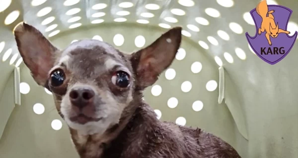 Волонтеры спасли кота, собаку и хомяка из-под завалов дома в Киеве