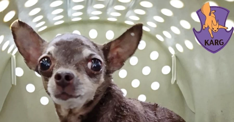 Волонтери врятували кота, собаку та хом’яка з-під завалів будинку в Києві