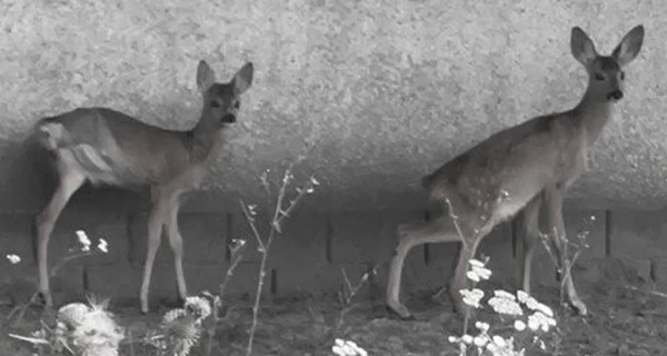 Під час обстрілу Києва від стресу померли дві козулі - одна з них раніше втратила кінцівку