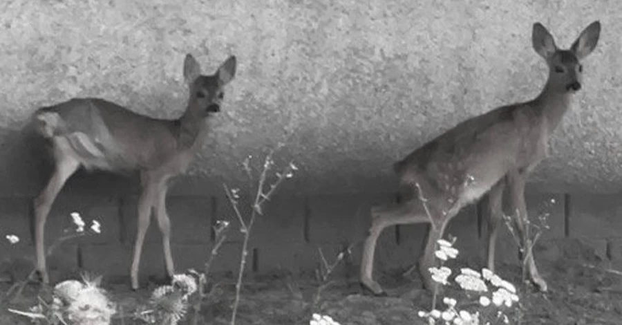 Під час обстрілу Києва від стресу померли дві козулі - одна з них раніше втратила кінцівку