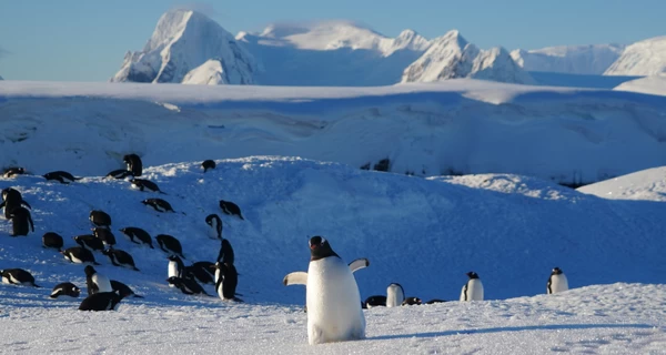 До українських полярників завітали 2 тисячі пінгвінів