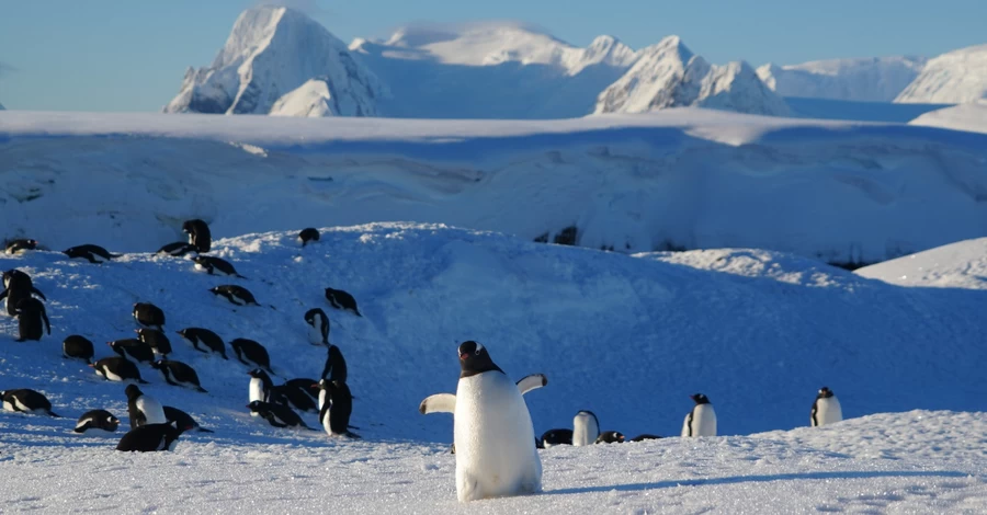 К украинским полярникам заглянули 2 тысячи пингвинов