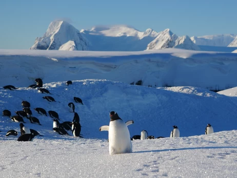 К украинским полярникам заглянули 2 тысячи пингвинов