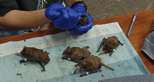 На балконе в Харькове колония летучих мышей погибла из-за жары