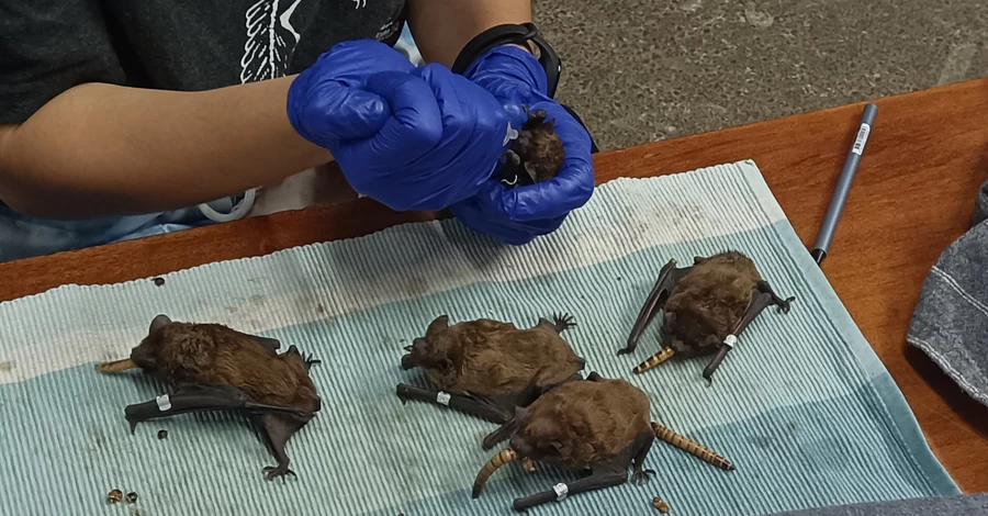 На балконі у Харкові колонія кажанів загинула через спеку