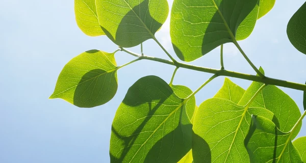 Последние дни лета в Украине будут теплыми и солнечными 