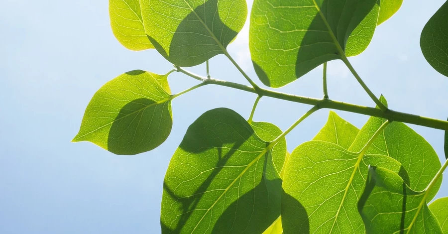 Последние дни лета в Украине будут теплыми и солнечными 