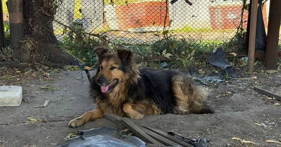  Собака Джессі, який втратив господаря через обстріл РФ, житиме з рятувальниками 