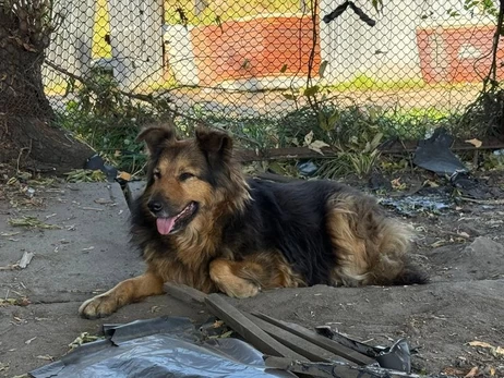  Собака Джесси, которая потеряла хозяина из-за обстрелов РФ, будет жить со спасателями 