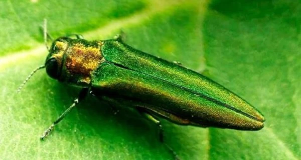 В Украину из России попал опасный вредитель – его зафиксировали уже в трех областях и Киеве