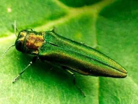 В Украину из России попал опасный вредитель – его зафиксировали уже в трех областях и Киеве