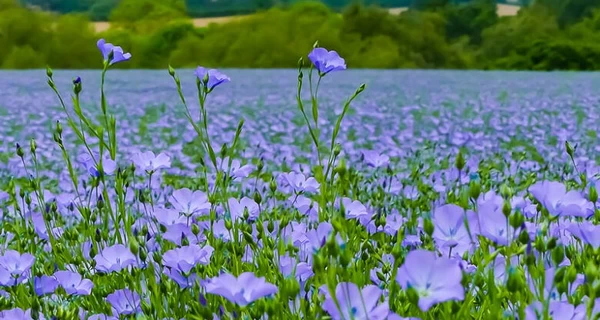 Лен Росостраха. Как Павел Бабич и Ирина Костюшко на российские деньги развивают агробизнес в Житомирской области 