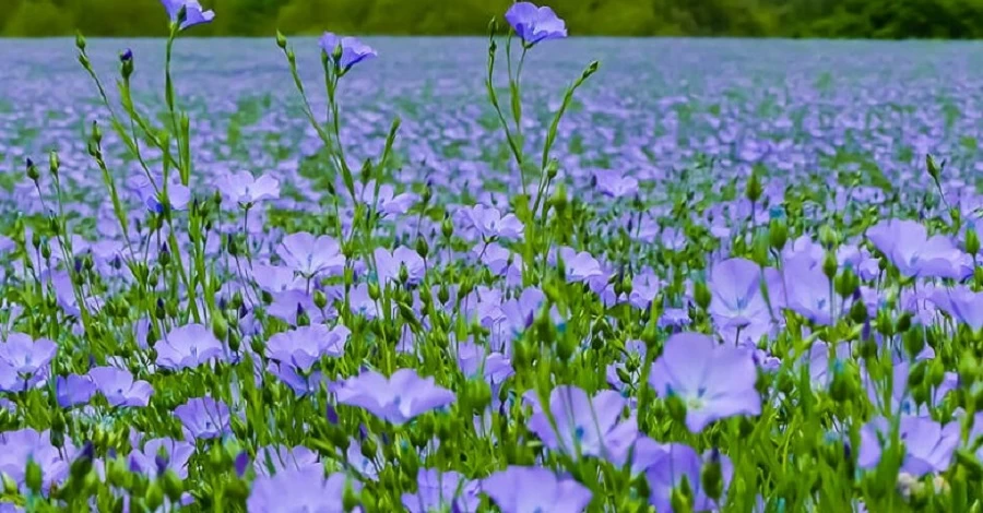 Лен Росостраха. Как Павел Бабич и Ирина Костюшко на российские деньги развивают агробизнес в Житомирской области 