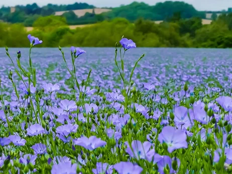 Лен Росостраха. Как Павел Бабич и Ирина Костюшко на российские деньги развивают агробизнес в Житомирской области 