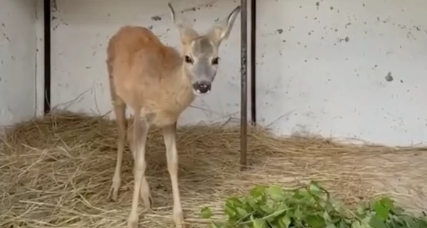 Работники ГСЧС четыре месяца заботятся о спасенной косуле Кузе