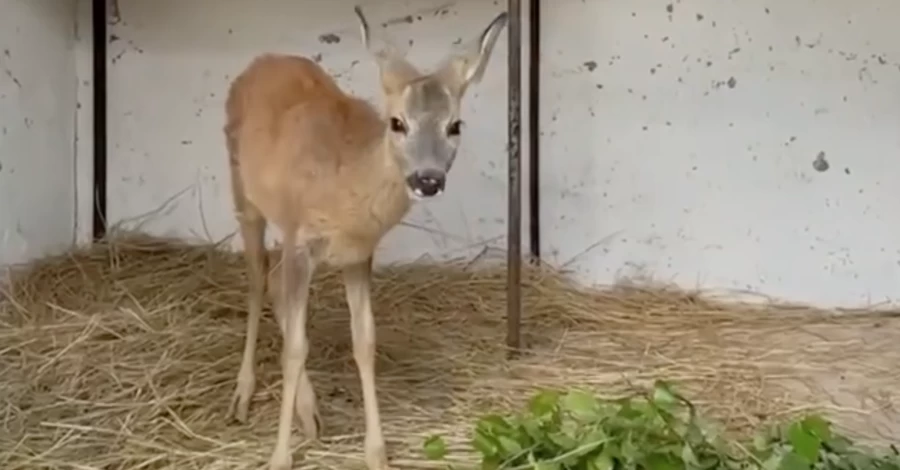 Работники ГСЧС четыре месяца заботятся о спасенной косуле Кузе