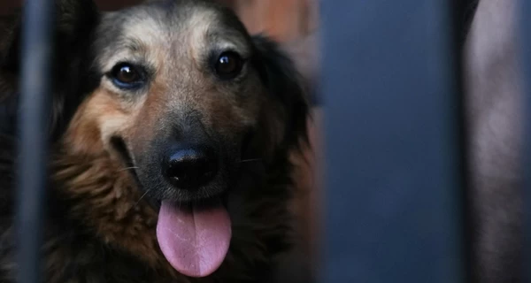 Собака Джесси, которая искала хозяина среди руин в Киеве, нашла новый дом