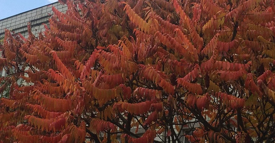 Погода в Україні 4 вересня: на заході прогнозують грозові дощі, на решті території пануватиме антициклон