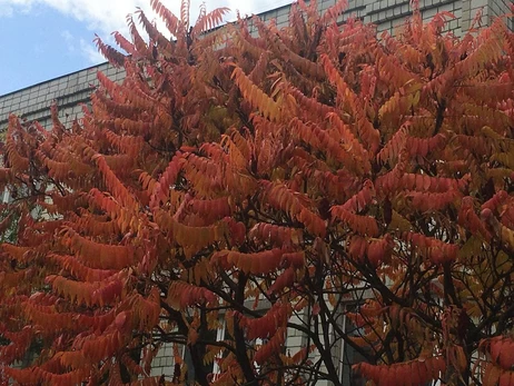 Погода в Україні 4 вересня: на заході прогнозують грозові дощі, на решті території пануватиме антициклон