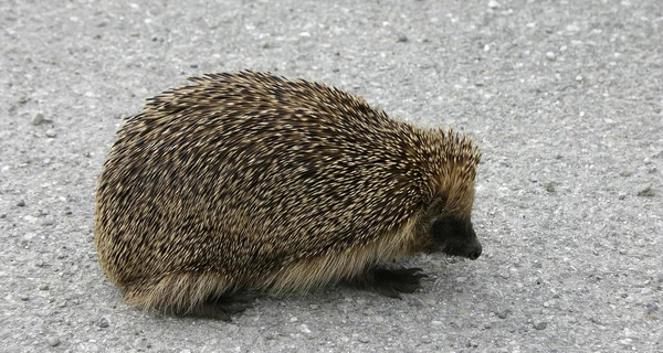 Полиция ищет подростков, которые издевались над ежом в Белой Церкви
