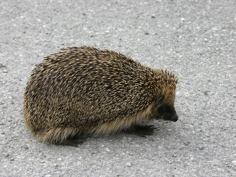 Полиция ищет подростков, которые издевались над ежом в Белой Церкви