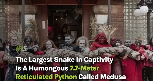 Самым длинным «домашним» питоном в мире стал почти 8-метровый Медуза из США
